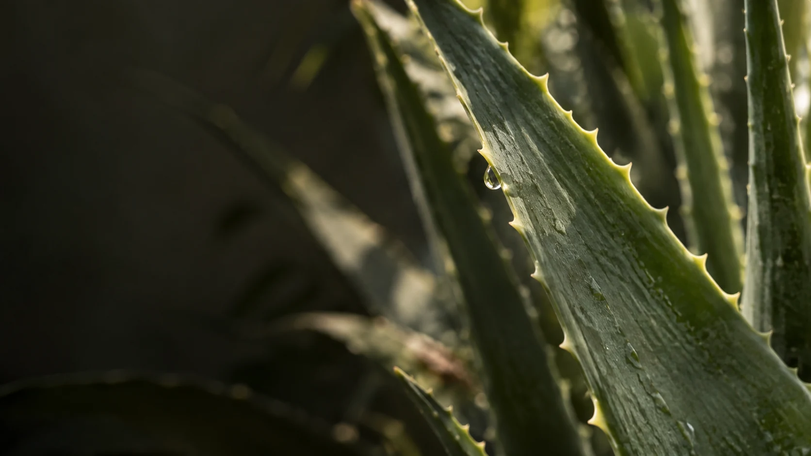 The edge of a living aloe leaf