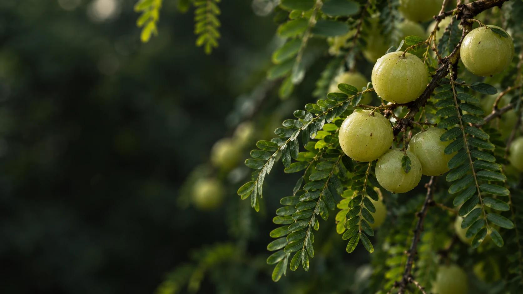 A living amla branch in soft forest light